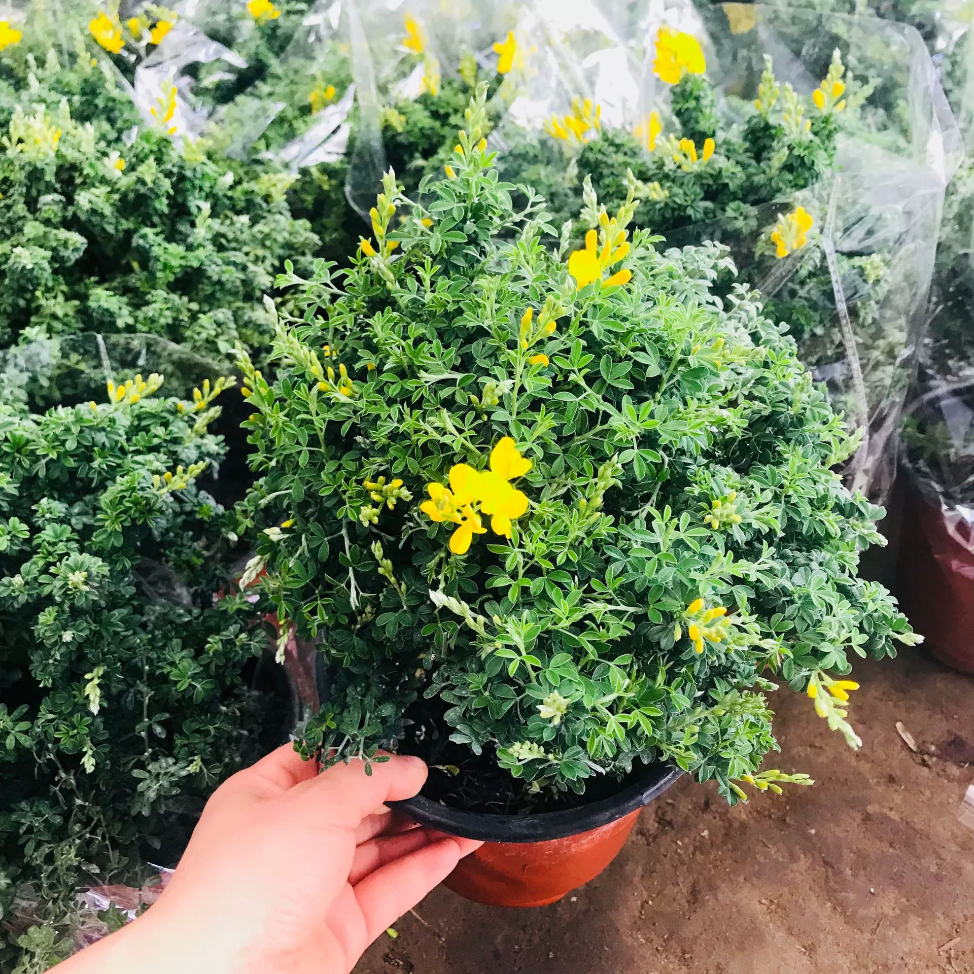 База оптовые продажи двор балкон зеленые горшечные растения Крытая гостиная Золотой зяблик горшечные растения цветы