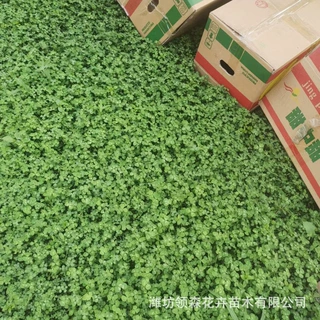 优质供货厂家白三叶花草 四季耐寒三叶草营养杯苗 青州草花基地