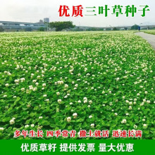 草籽三叶草种子多年生四季常青白三叶草种子护坡复绿耐寒草坪种籽