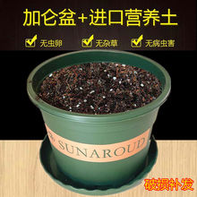 ���⻨���͠I�B������������������Ӂ����B�����N��������ͨ����