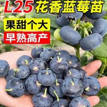 F6花香正宗大果蓝莓杯苗适合盆栽果树苗南北方种植阳台庭院种植
