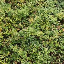 迎春花 迎春小苗 园林绿化工程苗 种植基地苗黄老虎苗迎春批发