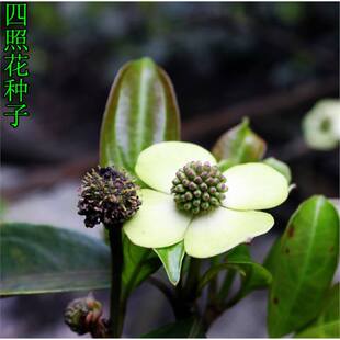 �²����ջ��N�� ʯ�� ��÷ ɽ��֦ �ձ� �^�������ջ��N��