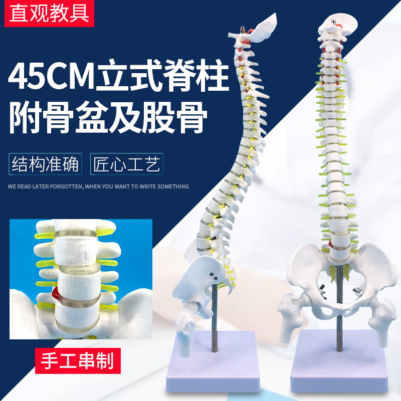 45立式脊柱带骨盆及股骨-主图