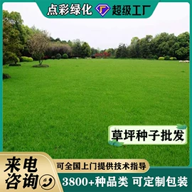 种子;草种子;草坪