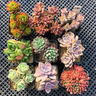 Succulent Plants with Large Old Stems Are Easy to Grow, Combined Potted Flowers, a Whole Box with Potting Soil, Wholesale Indoor Lazy People Clearance