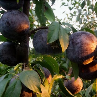 ���ӷN�����l���]�óԺ÷N����ɿں����׷N���ӷN�����ӺóԺ÷N