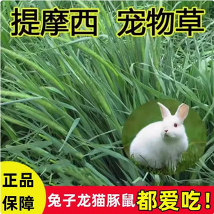 Timothy Grass Seeds, Rabbit Grass Seeds, Cat Tail Grass Seeds, Guinea Pigs, Guinea Pigs, Four-Season Perennial Pasture Seeds