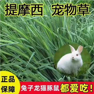 提摩西草种籽兔草种子孑猫尾草种子豚鼠荷兰猪四季多年生牧草种子