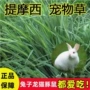 多年生四季牧草提摩西草草种子
