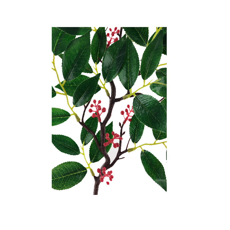 XRB-186 赤楠叶古龙枝54叶7果0 (2).jpg