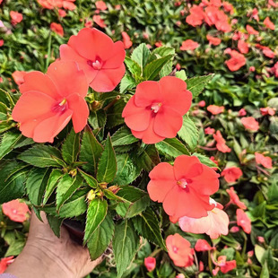 Impatiens Garden Green Plants Flower Border Plants Ground Cover Potted Plants