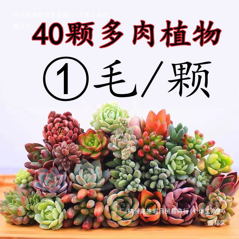 Суккуленты оптом, комбинированные горшечные растения для офиса, комнатные суккуленты для начинающих, цветы, зеленые растения, бонсай