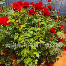 四季重瓣大花3年老桩玫瑰盆栽红色 混色欧月不含盆室内双色玫瑰花