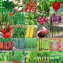 厂家批发5斤原装四季奶油小白菜种子多种菜籽32种原装蔬菜种子