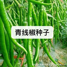 青线椒种子高产早熟香辣椒籽四季田园蔬菜耐热细长辣椒种子