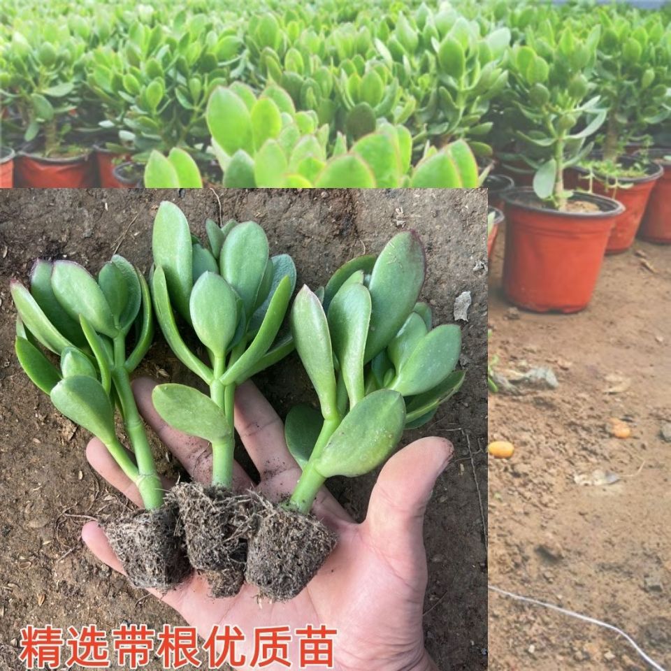 10cm 녹색잎 옥나무 묘목 3개