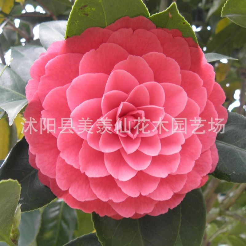 Las plantas en macetas de semillas de camelia se pueden sembrar en cuatro estaciones, 24 colores opcionales, 5 rosas Sai