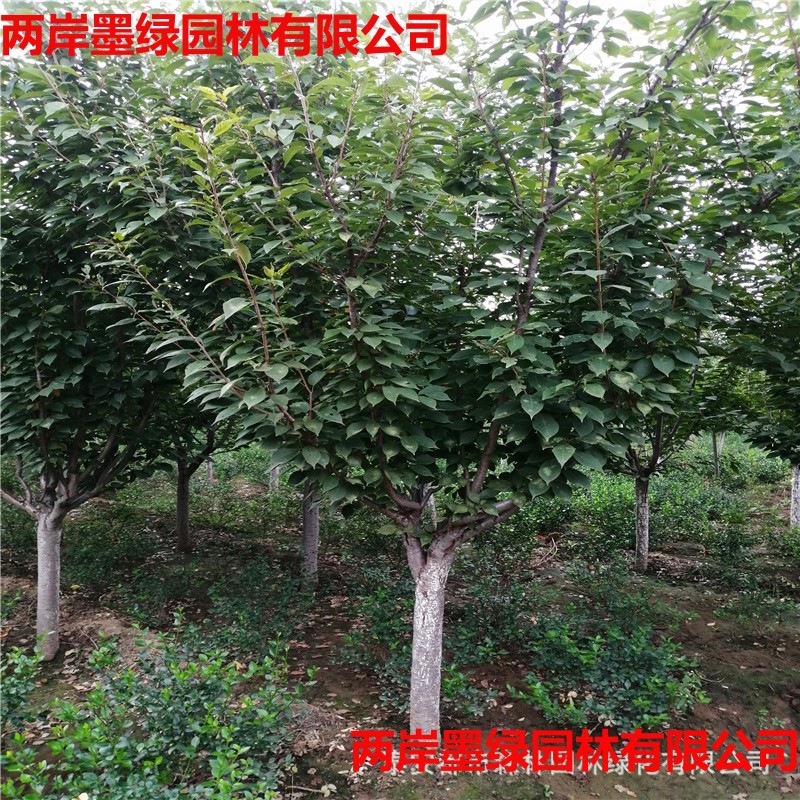 山东出售高杆樱花苗木_主图05