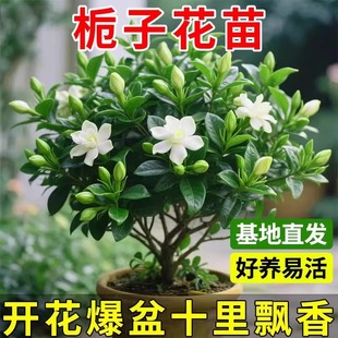 �d�ӻ����Ԏ������ļ��໨�����ʹ�����҃��̨�͟����򻨻�ֲ��