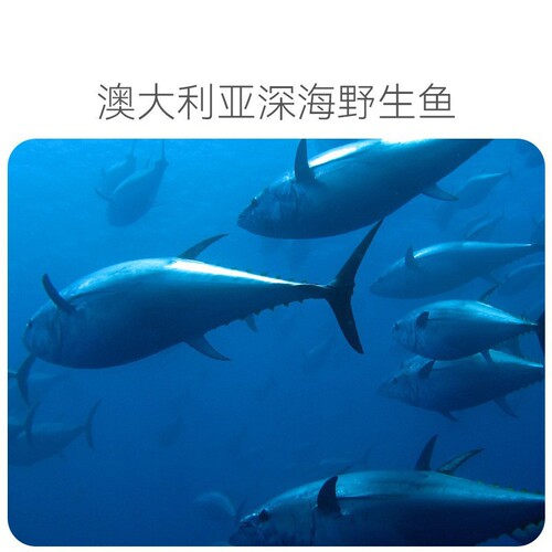 Pet fish oil soft capsule cat nutritional supplement to prevent dog hair loss deep sea salmon oil wholesale