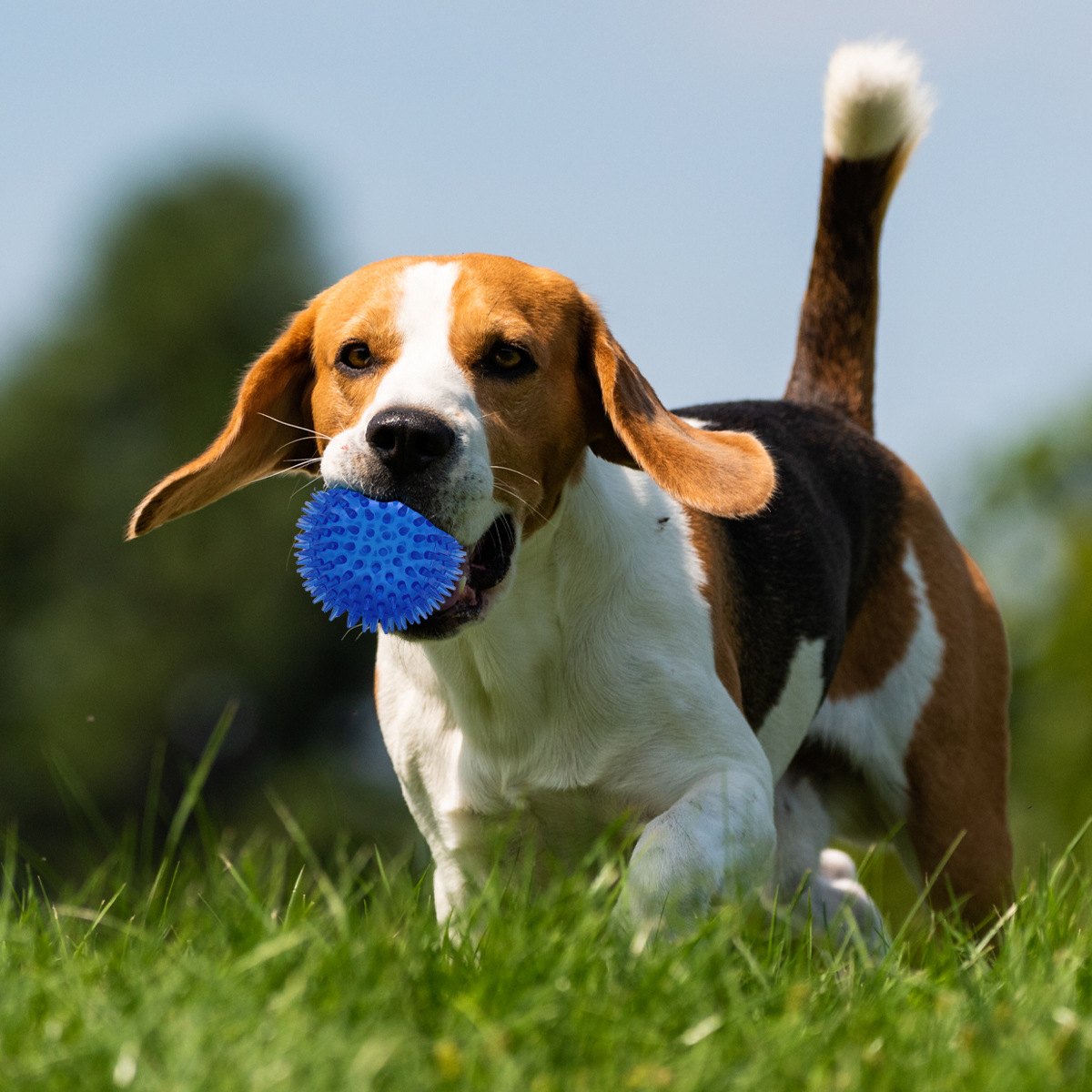 Los juguetes para perros no son malos para morder. Pelota de juguete de sonido para mascotas. Juguetes para perros.