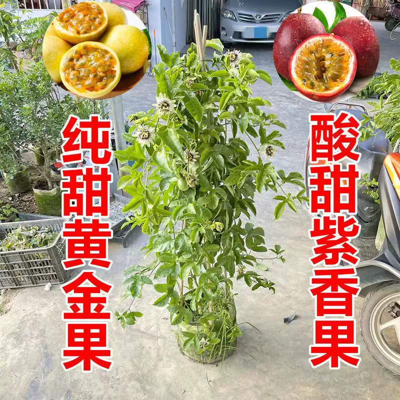 Саженцы плодов дерева страстного фрукта из Гуанси, чистые сладкие крупные золотые плоды дерева со вкусом меда, саженцы плодовых деревьев с золотыми яйцами для вьющихся растений в любое время года.