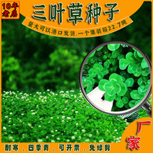 工厂批发白三叶草种美国红净籽红三叶幸运草绿化包衣白三叶草籽子