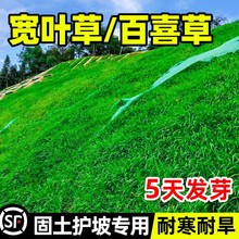 宽叶雀稗百喜草种子耐盐碱护坡固土边坡绿化耐热耐旱夏季草种籽孑