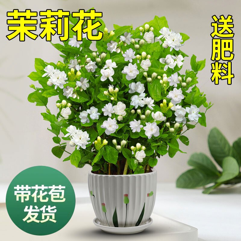 Double-Petaled Fragrant Jasmine Hydroponic Potted Flower Green Plant for Indoor Balcony Cultivation with Flower Buds and Strong Fragrance for All Seasons Double-Petaled Fragrant Jasmine Hydroponic Potted Flower Green Plant for Indoor Balcony Cultivation with Flower Buds and Strong Fragrance for All Seasons