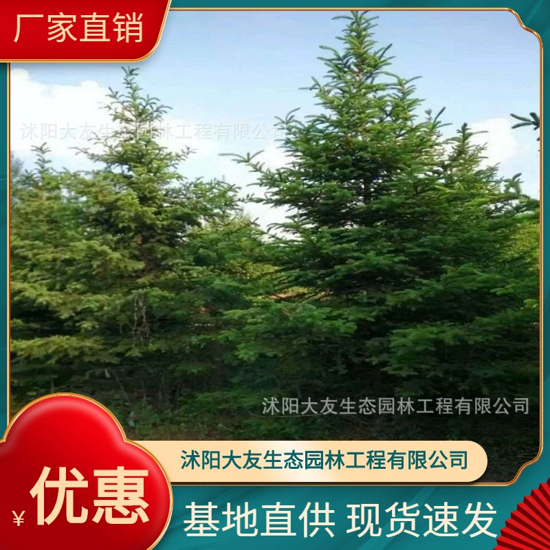База Оптовая Продажа Саженцы ели Самодельный район Ландшафтный дизайн Дорога Сад Инженерия Озеленение Рассада