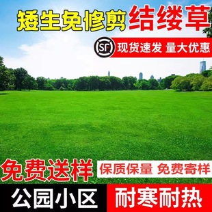 Japanese Brome, Chinese Brome Grass Seeds, Fine-Leaf Grass Seeds, Ditch-Leaf High-Rise Grass Seeds, Courtyard Greening