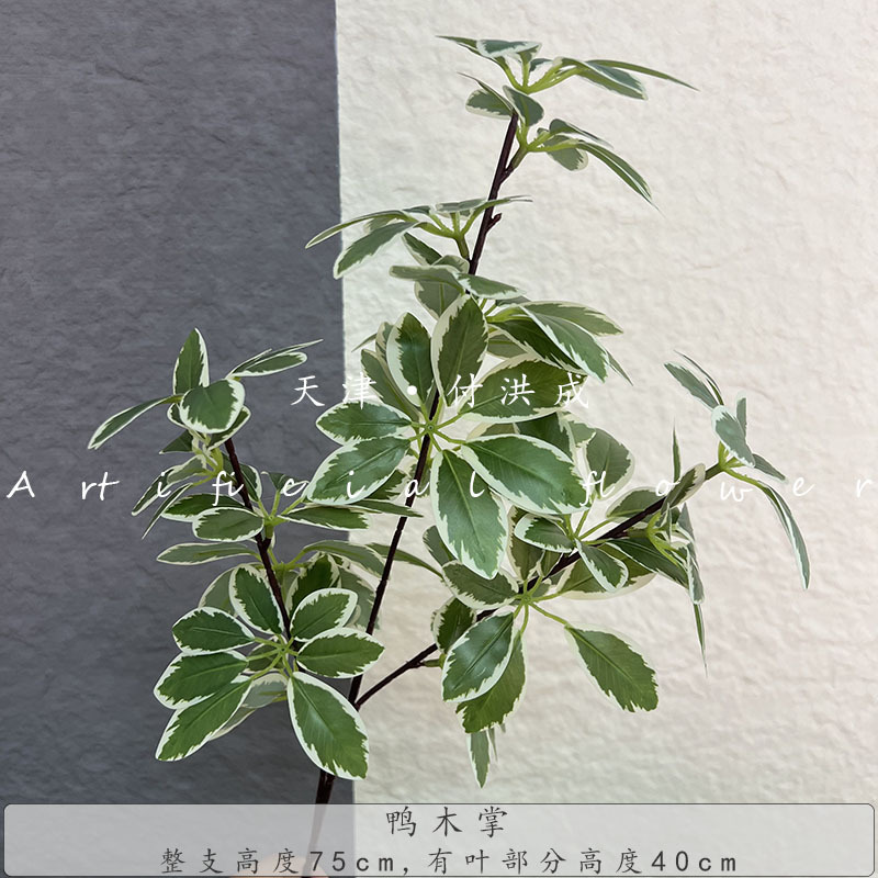 오리발 나무 - 흰색과 녹색