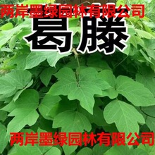 lٷNӸɽţɽ߅µV^Goֲ