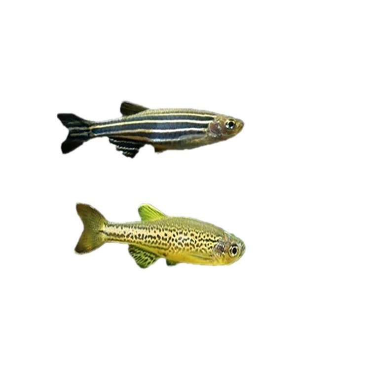 Маленькая аквариумная рыба Зебра бабочка врывается в аквариум