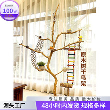 造型原木鹦鹉站架干树干树枝枯木艺术杈干枝万人鸟架收藏