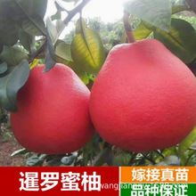 嫁接柚子苗红心三红蜜柚胡柚果树苗南方种植盆栽地栽当年结果庭院