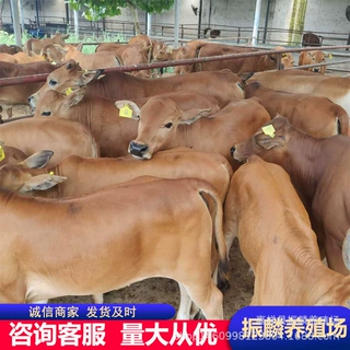 改良杂交黄牛牛犊 改良鲁西黄牛 养10头牛一年赚多少 送草种