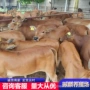 杂交多少改良草种黄牛