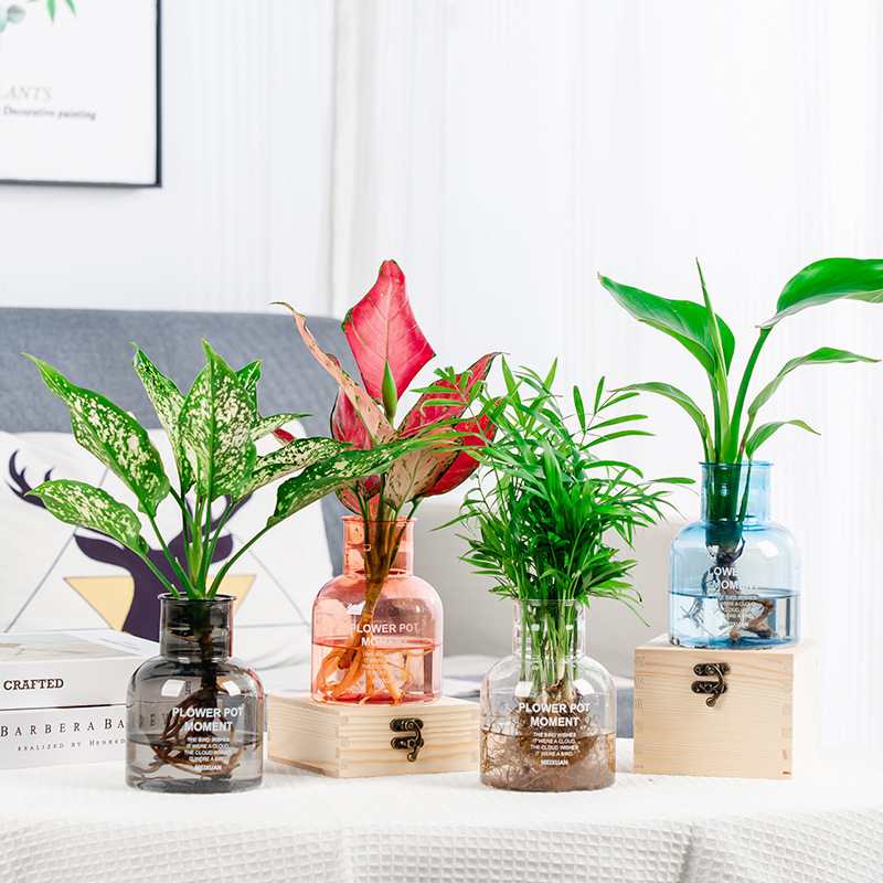 ガラス水培植物花瓶プラスチック樹脂透明香薫装飾置物水培植木鉢メーカー卸売り|undefined