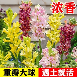 栽培基质;营养液;园艺工具