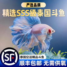 ���B�׻�̩�����~Ư���M�ڌ�����w�^�p�~�Ꭷ�~���ª{�����~