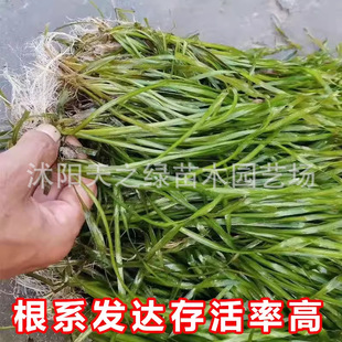 �~��ˮ��ˮ��������ݳ��G�R�����Ӳ��뻨��β����~������ϲ���