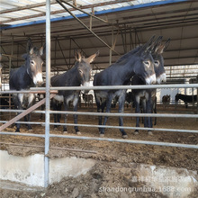 甘肃肉驴养殖厂家批发改良乌头驴三粉肉驴养殖前景很好