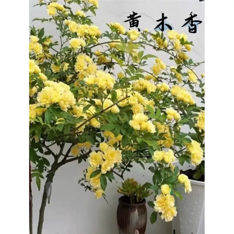 Саженцы желтых деревянных ароматных цветов, вьющиеся растения, цветущие саженцы во дворе, белые старые кучи, четырехсезонные ароматные цветы из красного дерева, четырехсезонные горшечные растения.