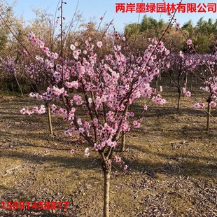 Plum Saplings Potted Red Plum Tree Wintersweet Bonsai Wintersweet Old Pile Cold-Resistant Plant Indoor Balcony Courtyard Seems