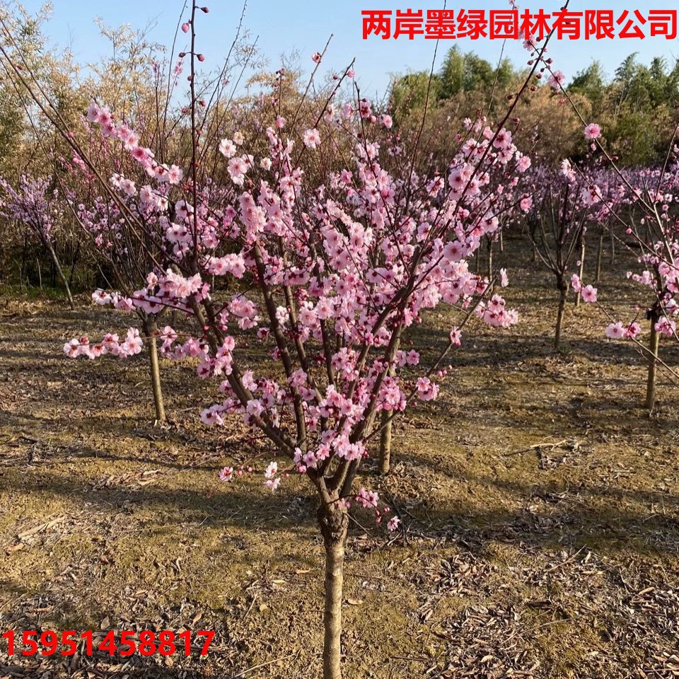 Саженец сливы в горшке Красная слива зимняя бонсай зимняя старая куча Морозостойкое растение крытый балкон двор кажется