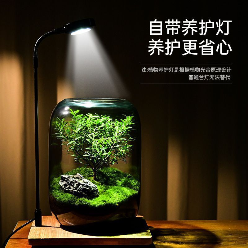 生命之树生态瓶创意微景观桌面盆栽办公室绿植成品盆景好养活青苔|undefined