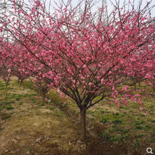 һ�����l÷����������ͥԺ�����ͺ���÷�t÷�D÷��������辰�ļ�