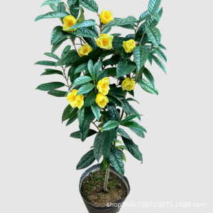 �𻨲������ǰ��}�𻨲����Կ�ʳ���҃����ͺ������ļ����Gֲ��